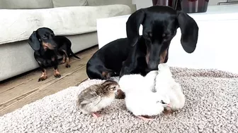 Dachshunds together with baby Guinea Fowl.