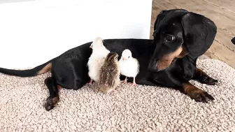 Dachshunds together with baby Guinea Fowl.