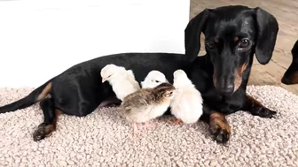 Dachshunds together with baby Guinea Fowl.