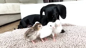 Dachshunds together with baby Guinea Fowl.