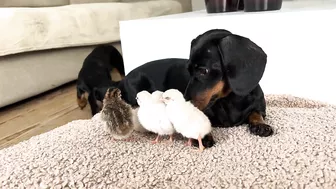 Dachshunds together with baby Guinea Fowl.