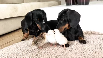 Dachshunds together with baby Guinea Fowl.