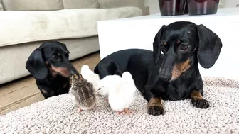 Dachshunds together with baby Guinea Fowl.