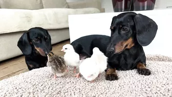 Dachshunds together with baby Guinea Fowl.