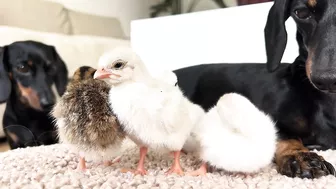 Dachshunds together with baby Guinea Fowl.