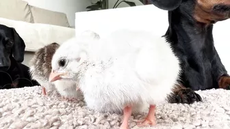 Dachshunds together with baby Guinea Fowl.