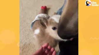 Tiny Baby Goat Snuggles On Sofa With Her Dog Siblings | The Dodo