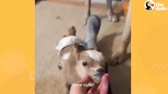 Tiny Baby Goat Snuggles On Sofa With Her Dog Siblings | The Dodo