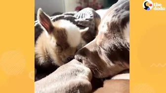 Tiny Baby Goat Snuggles On Sofa With Her Dog Siblings | The Dodo