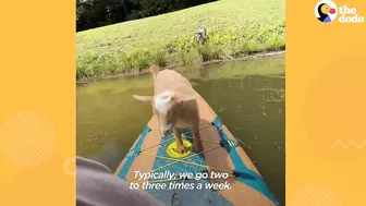 Tiny Baby Goat Snuggles On Sofa With Her Dog Siblings | The Dodo