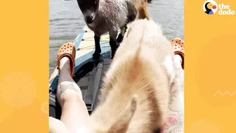 Tiny Baby Goat Snuggles On Sofa With Her Dog Siblings | The Dodo