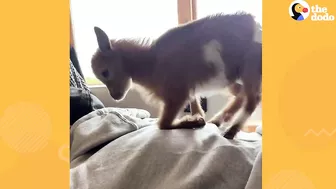 Tiny Baby Goat Snuggles On Sofa With Her Dog Siblings | The Dodo