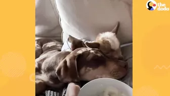 Tiny Baby Goat Snuggles On Sofa With Her Dog Siblings | The Dodo