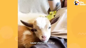 Tiny Baby Goat Snuggles On Sofa With Her Dog Siblings | The Dodo