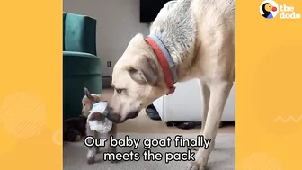 Tiny Baby Goat Snuggles On Sofa With Her Dog Siblings | The Dodo