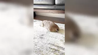 Monday Stretches with Poppy the Prairie Dog