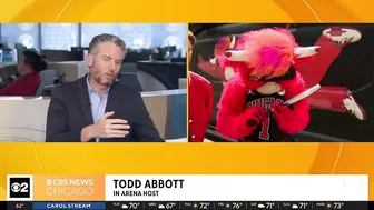 Live on The Stream with Benny the Bull