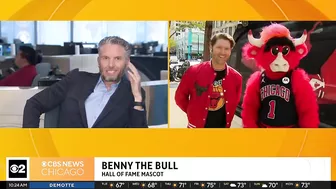 Live on The Stream with Benny the Bull