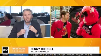 Live on The Stream with Benny the Bull