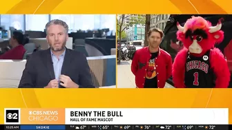 Live on The Stream with Benny the Bull