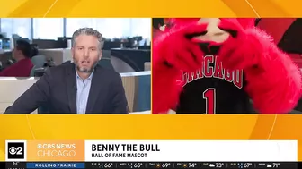 Live on The Stream with Benny the Bull