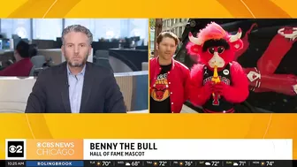 Live on The Stream with Benny the Bull