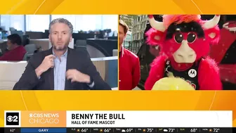 Live on The Stream with Benny the Bull