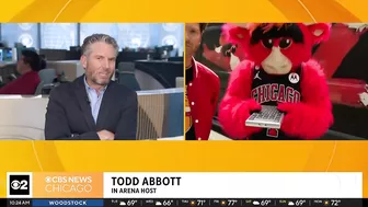 Live on The Stream with Benny the Bull