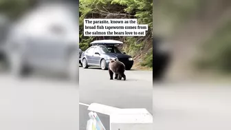 Bizarre wildlife moment: Bear with 10-metre tapeworm stuns TikTok