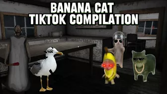 Happy Cat TikTok Compilation 4 - Banana Cat Series - The Cat Adventures