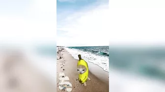 Happy Cat TikTok Compilation 4 - Banana Cat Series - The Cat Adventures