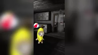 Happy Cat TikTok Compilation 4 - Banana Cat Series - The Cat Adventures