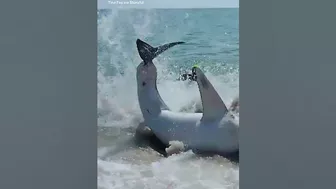 Beachgoers help stranded shark back into the water at Florida beach | ABC News