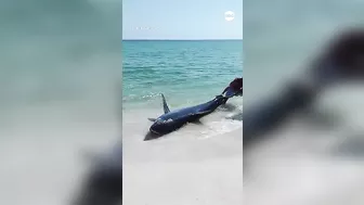 Beachgoers help stranded shark back into the water at Florida beach | ABC News