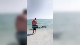 Beachgoers help stranded shark back into the water at Florida beach | ABC News