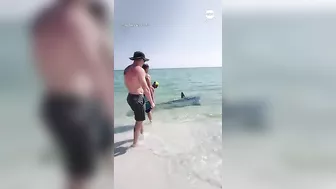 Beachgoers help stranded shark back into the water at Florida beach | ABC News