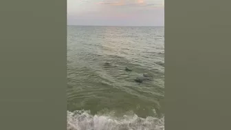 Stingrays Swim Along Beach at Sunset || ViralHog