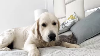 Poor Golden Retriever Attacked by Funny Baby Kitten