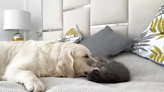 Poor Golden Retriever Attacked by Funny Baby Kitten