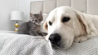 Poor Golden Retriever Attacked by Funny Baby Kitten