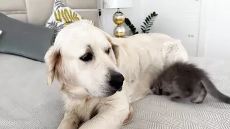 Poor Golden Retriever Attacked by Funny Baby Kitten