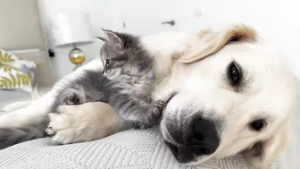 Poor Golden Retriever Attacked by Funny Baby Kitten