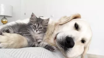 Poor Golden Retriever Attacked by Funny Baby Kitten