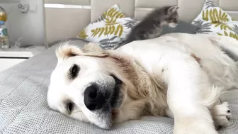 Poor Golden Retriever Attacked by Funny Baby Kitten