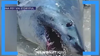 ‘We had to do what we had to do’: Beachgoers save stranded shark on Florida beach | On Balance