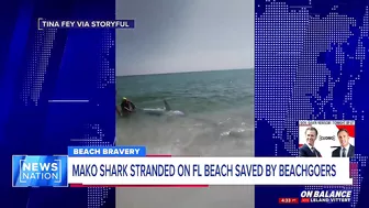 ‘We had to do what we had to do’: Beachgoers save stranded shark on Florida beach | On Balance