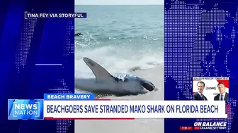 ‘We had to do what we had to do’: Beachgoers save stranded shark on Florida beach | On Balance