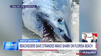 ‘We had to do what we had to do’: Beachgoers save stranded shark on Florida beach | On Balance