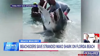 ‘We had to do what we had to do’: Beachgoers save stranded shark on Florida beach | On Balance