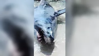 Mako shark pulled back into the water at a Florida beach